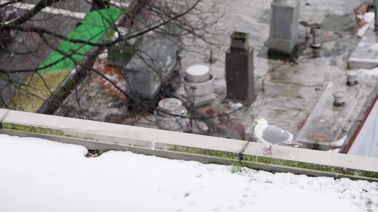 一只海鸥在一个下雪天站在城市的屋顶上视频下载