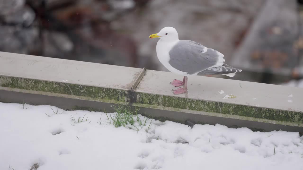 一只海鸥在一个下雪天站在城市的屋顶上视频下载