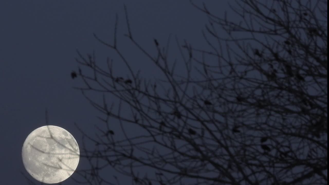 满月穿过早期的夜空，在前景中有树枝视频素材