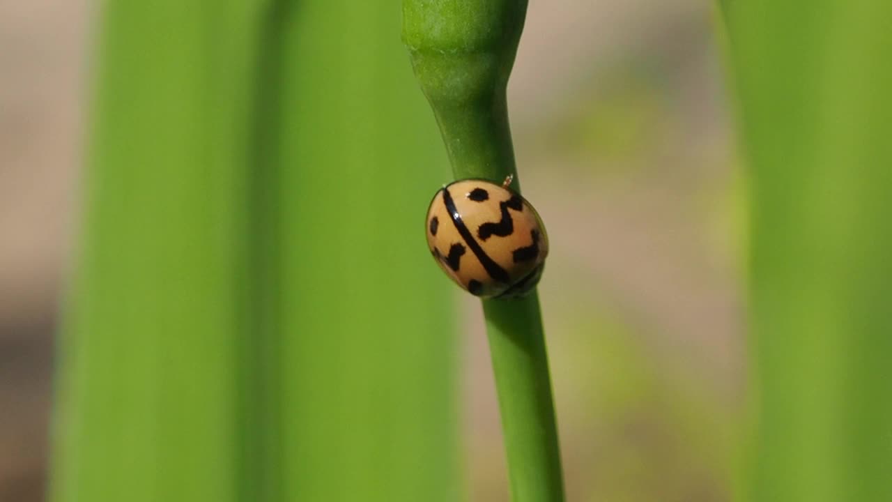 瓢虫在叶视频素材