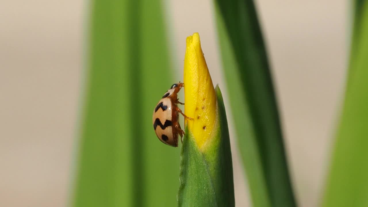 瓢虫在叶视频素材