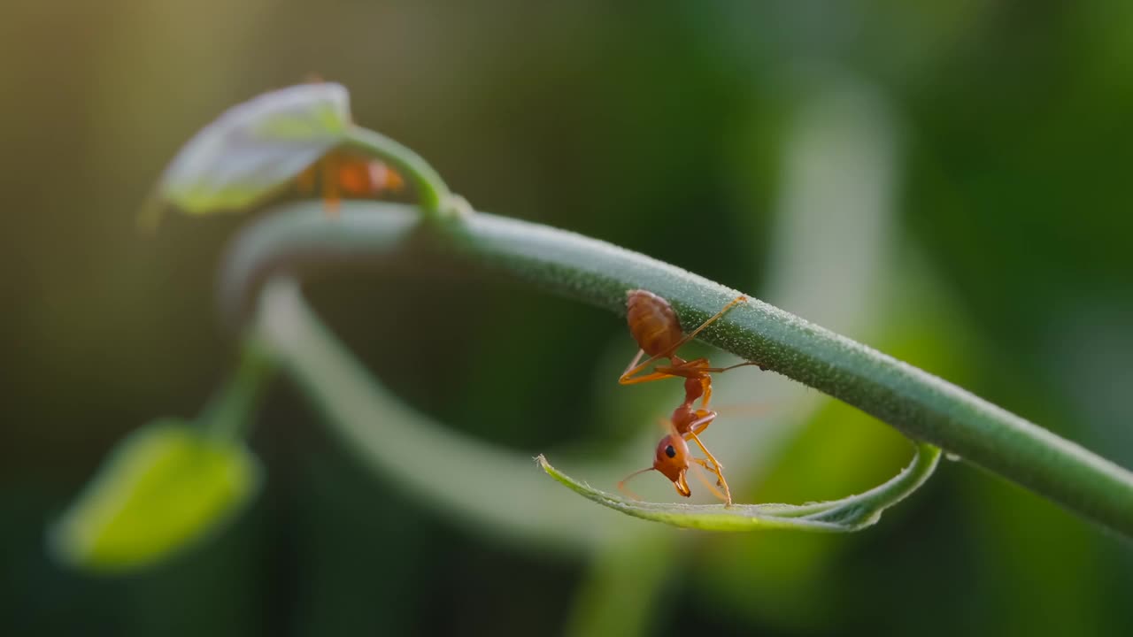 红色的蚂蚁在自然界的树枝上绿色的暗背景视频素材