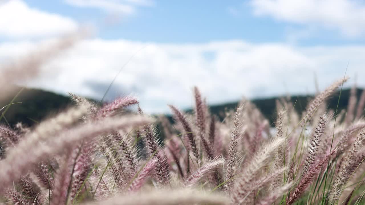 白色的雏菊。风舞的雏菊在田野自然花在春天视频素材