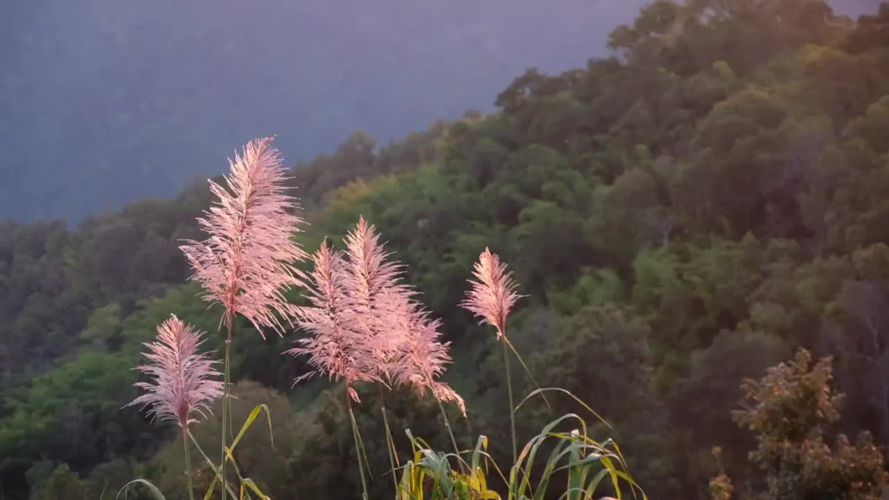 慢动作的草或草花在风中摇曳视频素材