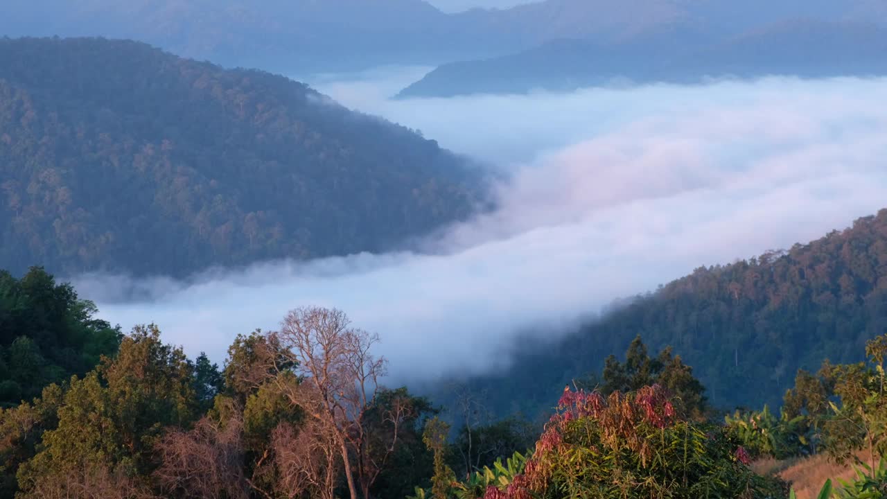 景观绿化，热带雨林和小山与雾海视频素材