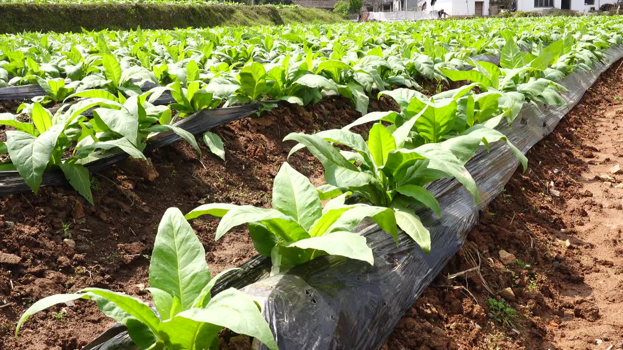 江西省福州市利川县种植烟叶视频素材