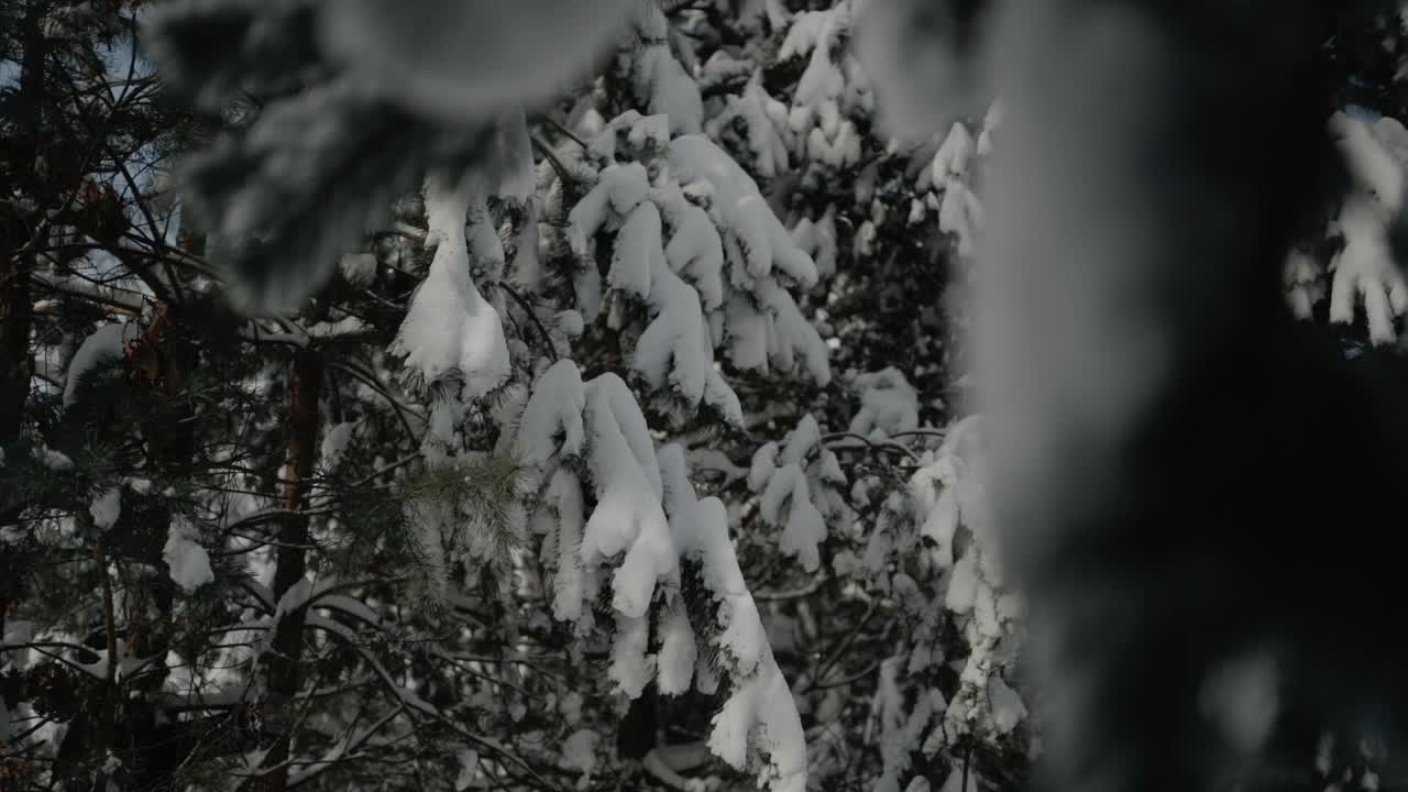 许多雪从松树的树枝上飘落下来。美丽的冬天森林。缓慢的运动。近景，4k镜头。视频素材