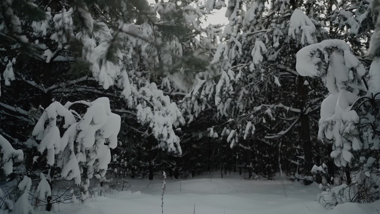 松树的树枝上有很多雪。美丽的冬天森林。缓慢的运动。近景，4k镜头。软聚焦镜头。视频素材