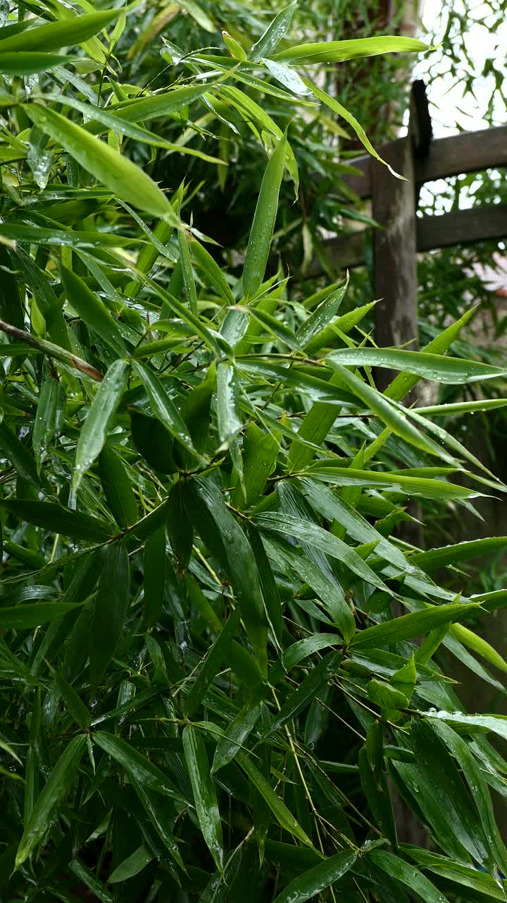 带雨滴的竹叶特写。视频素材