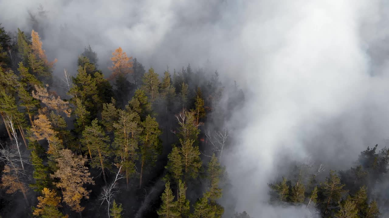 森林大火。干燥的矮树丛与燃烧的灰色烟雾在空气中，自然灾害。视频素材