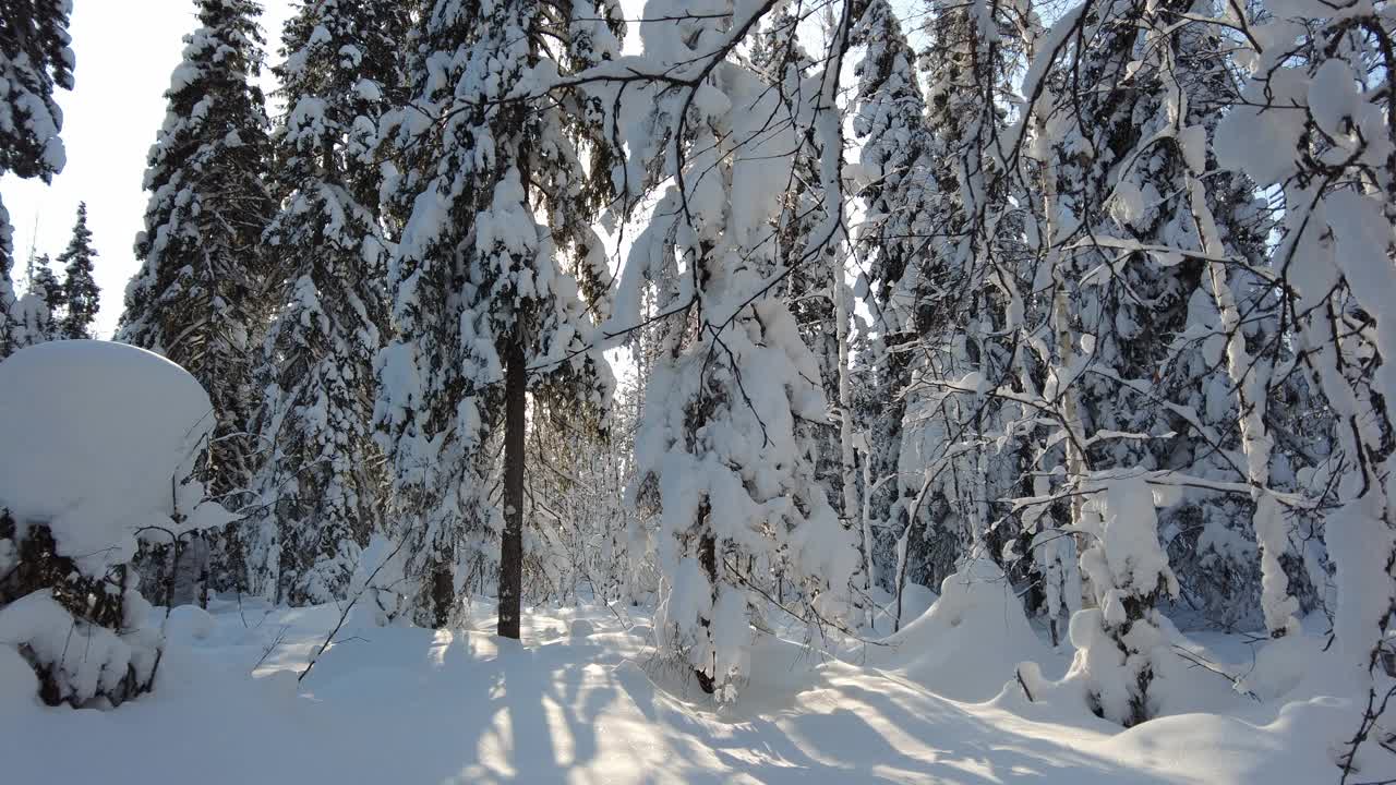 男滑雪者在积雪的树林中移动视频下载