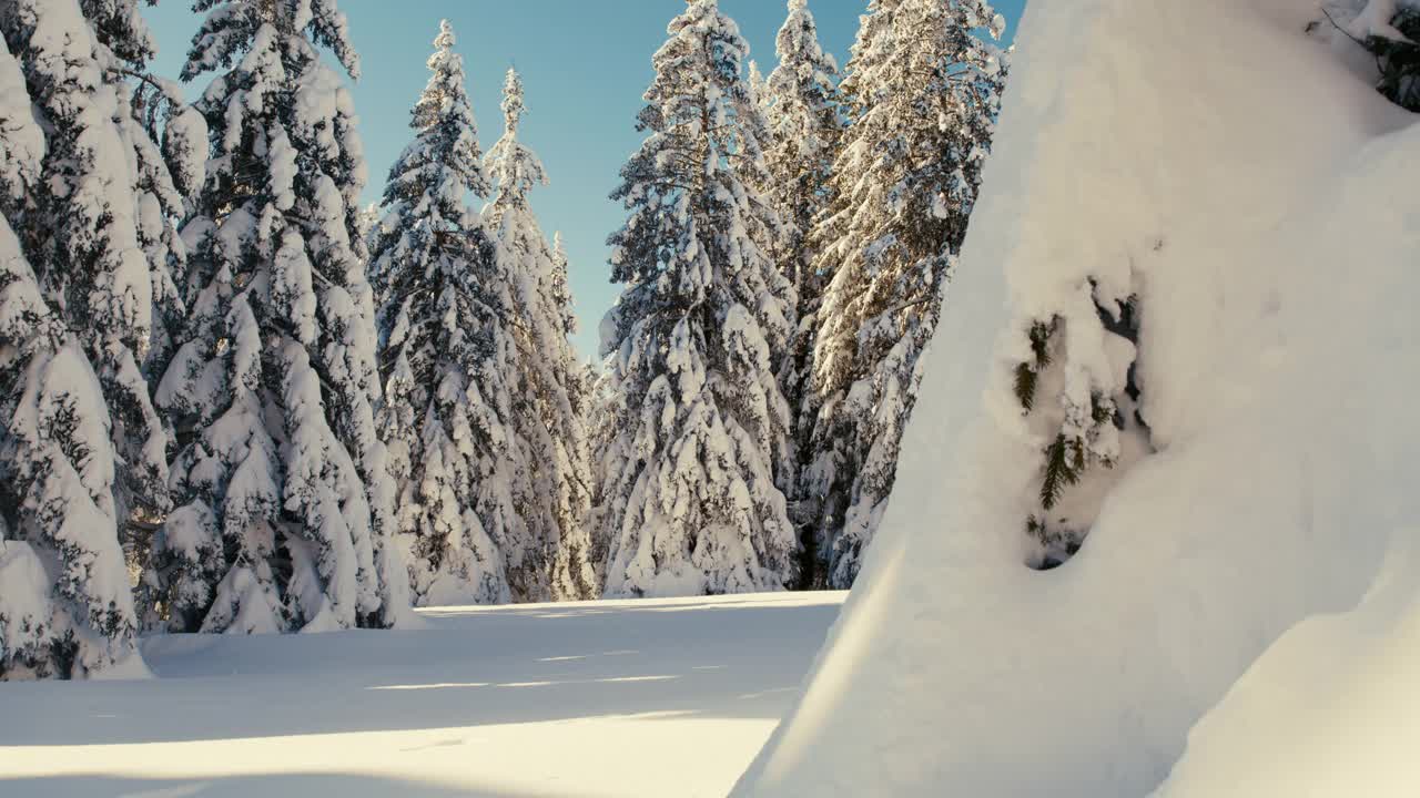 高原上的云杉上覆盖着积雪视频素材