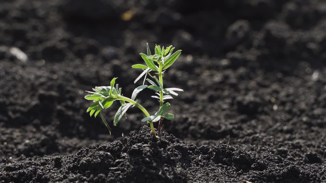 园丁正在用喷壶浇白菜的绿色小芽。视频素材