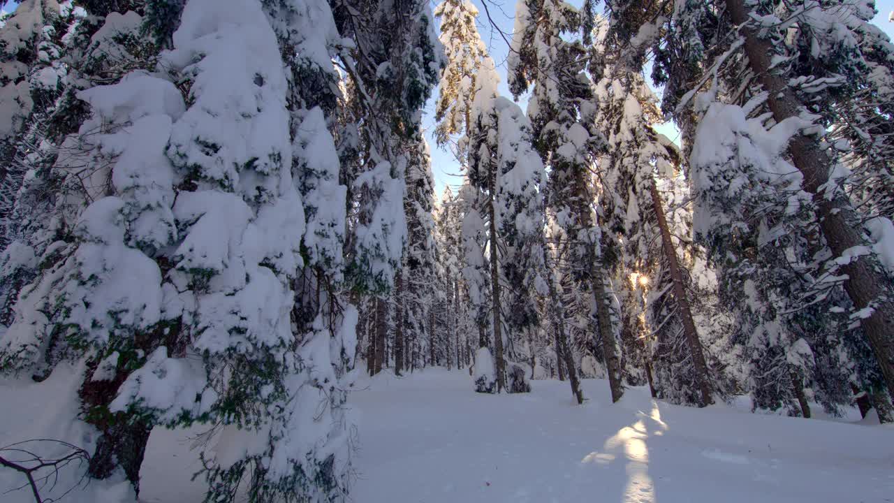 阳光透过白雪覆盖的云杉视频素材