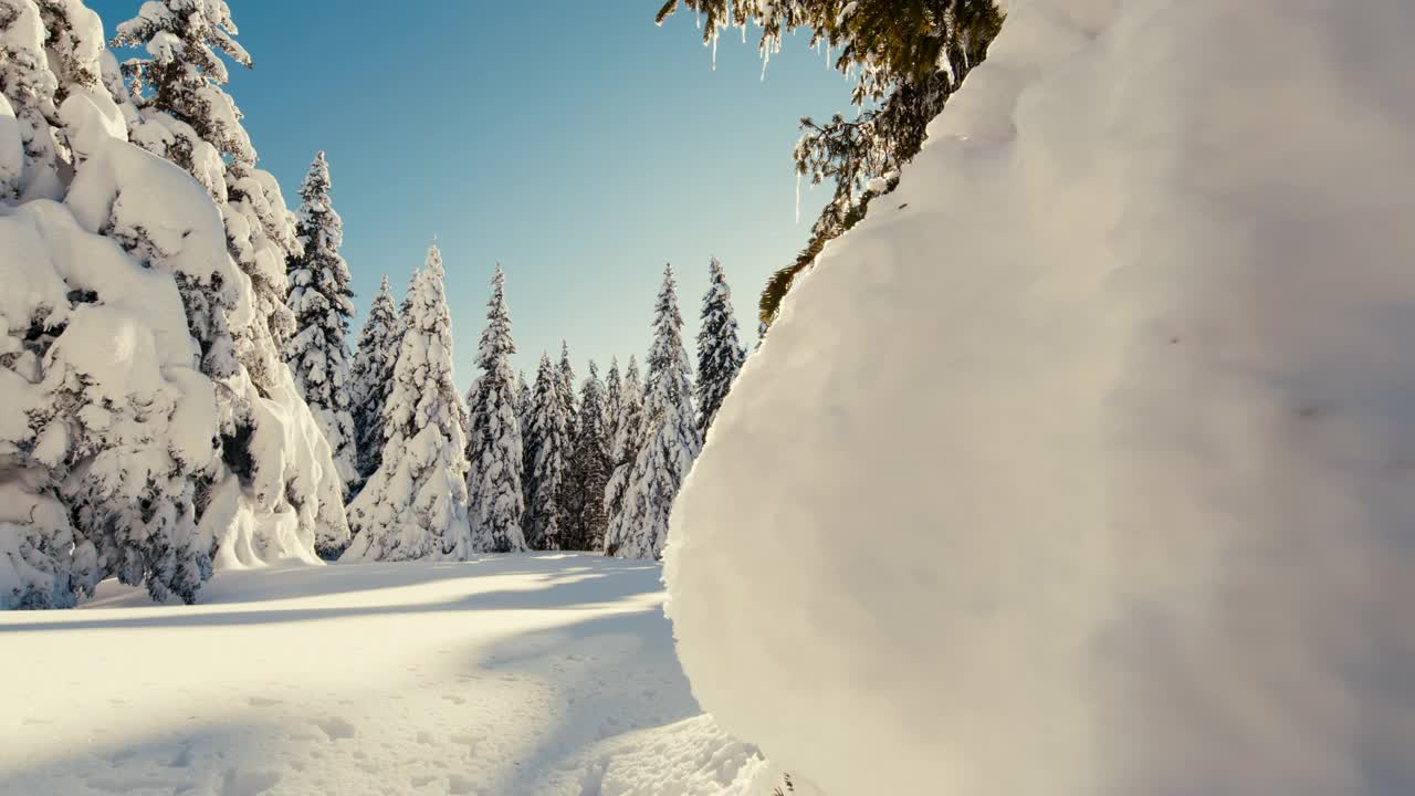 阳光照亮了高原上被雪覆盖的云杉视频素材