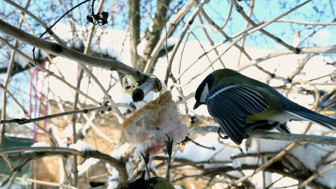 饥饿的鸟，大山雀或雄山雀，正在啄食挂在树枝上的猪油。视频素材