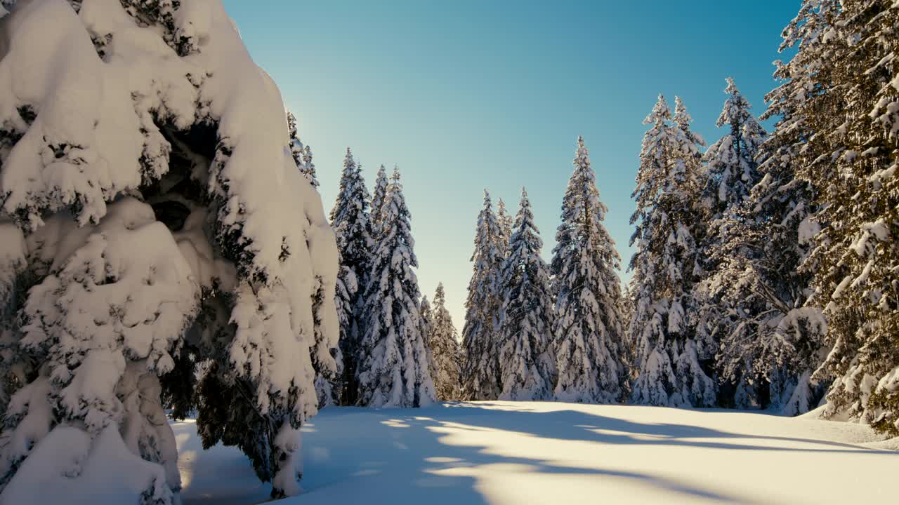 阳光照亮了高原上被雪覆盖的云杉视频素材