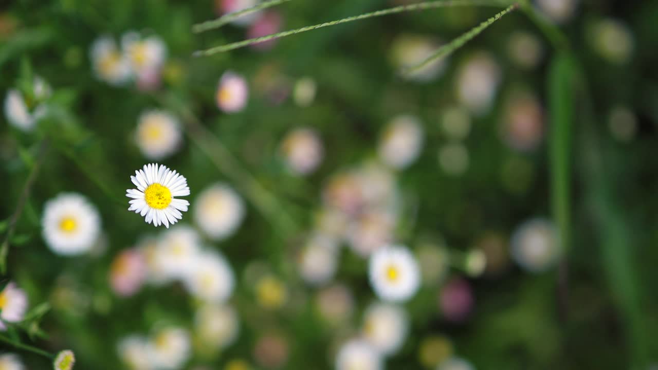 白色的雏菊。风舞的雏菊在田野自然花在春天视频素材