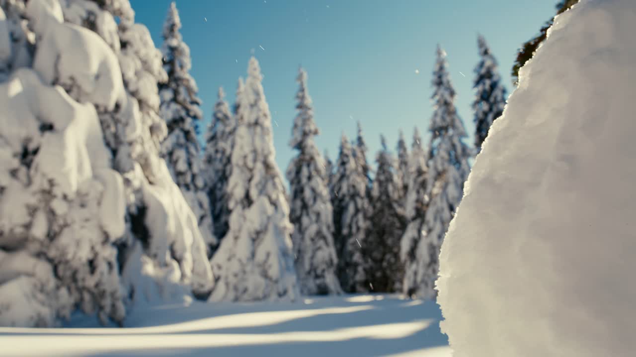 阳光照亮了高地云杉树上飘落的雪视频素材