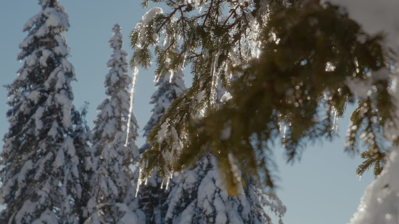 阳光照亮了高原上被雪覆盖的云杉视频素材