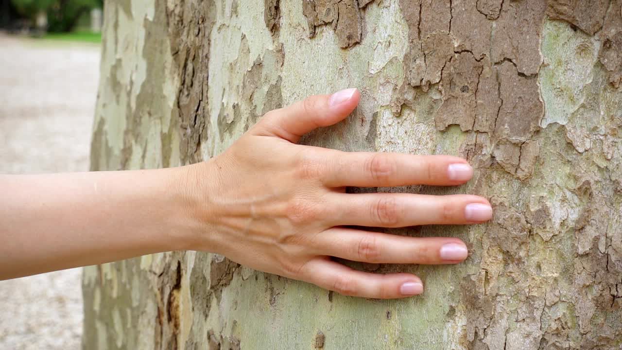 在慢镜头中，女人的手滑过一棵老梧桐树。女性手触摸芭蕉树干表面视频素材