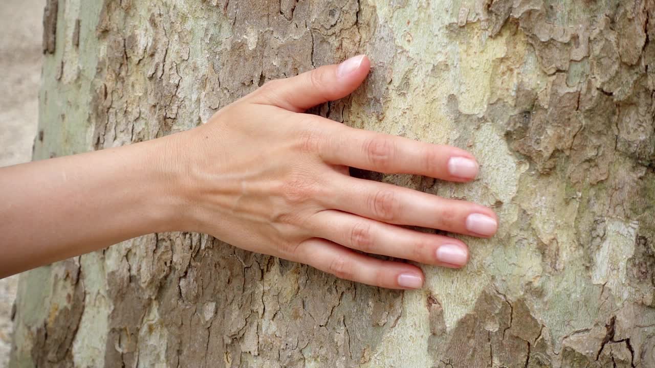 在慢镜头中，女人的手滑过一棵老梧桐树。女性手触摸芭蕉树干表面视频素材