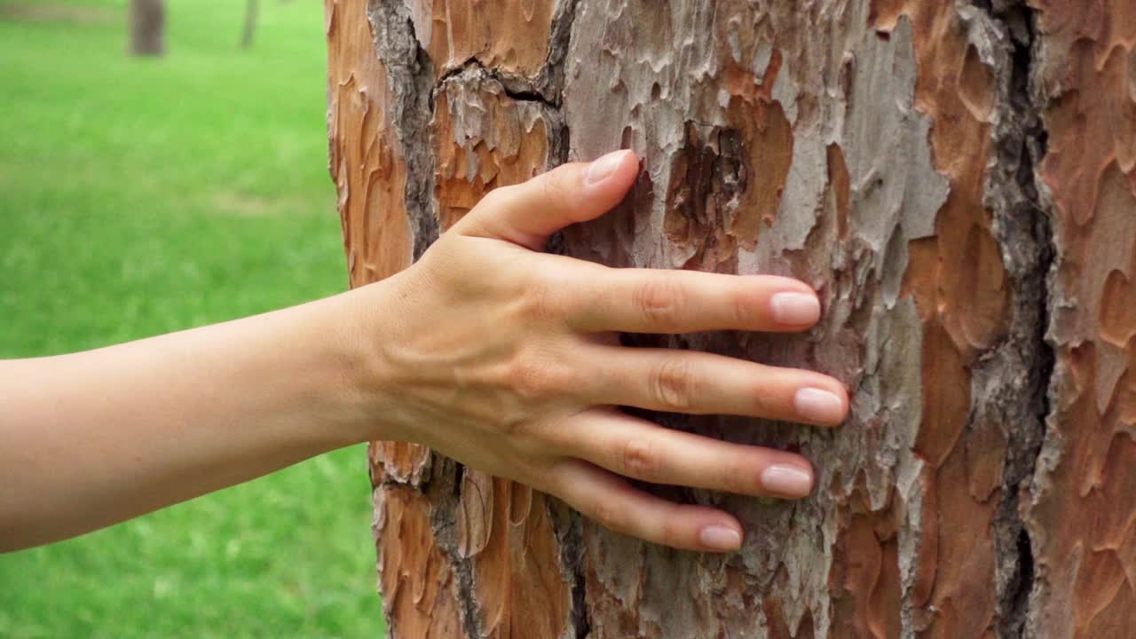 女人的手在一棵老树上慢动作地滑动。女性手触摸树干的硬壳表面视频素材