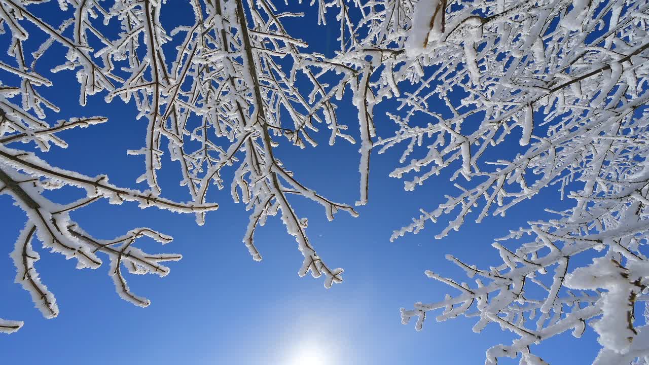 白雪覆盖的树枝映衬着蓝天视频素材