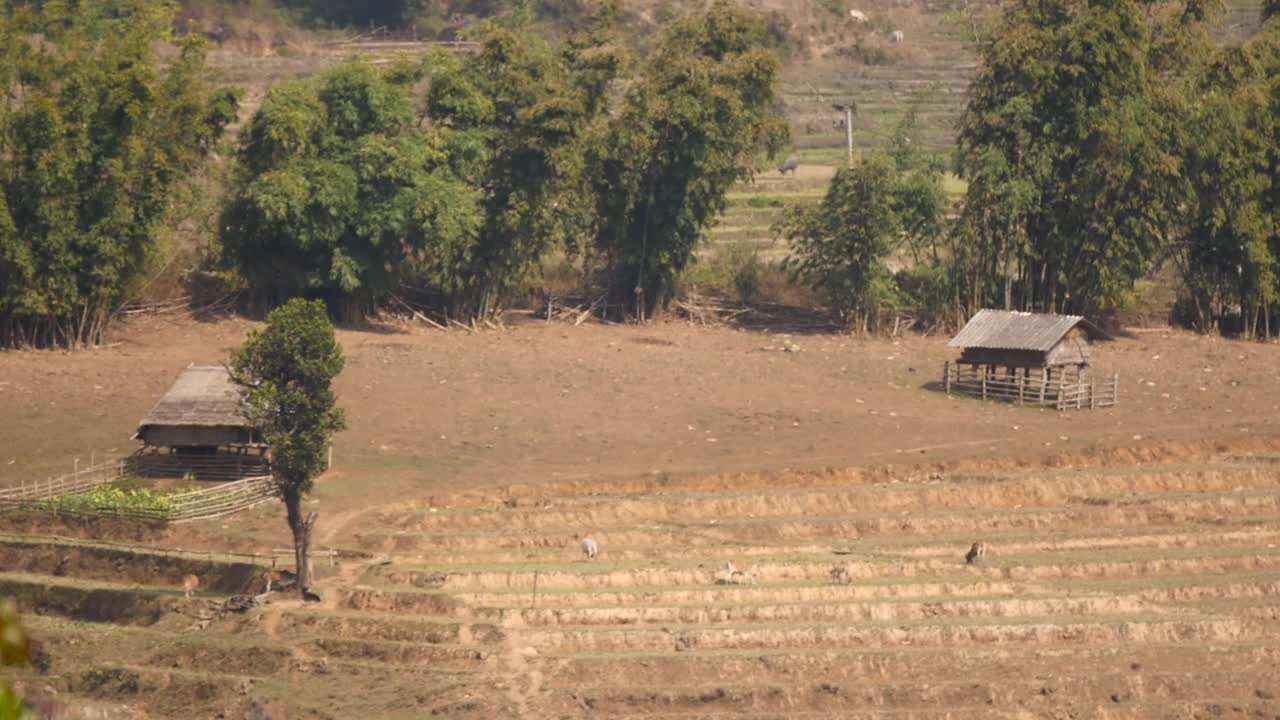 森林在夏天。树叶因干旱而变色。视频素材