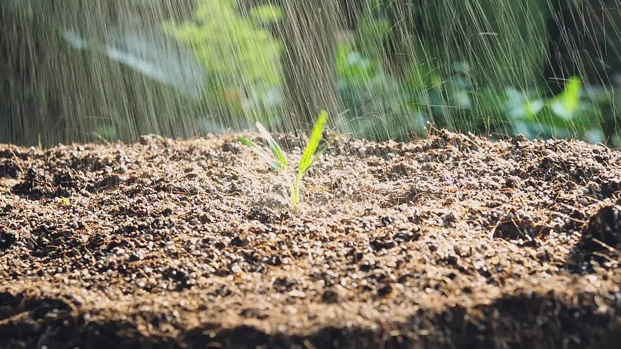 一位农民在给苗圃里种的菠菜幼苗浇水。视频素材