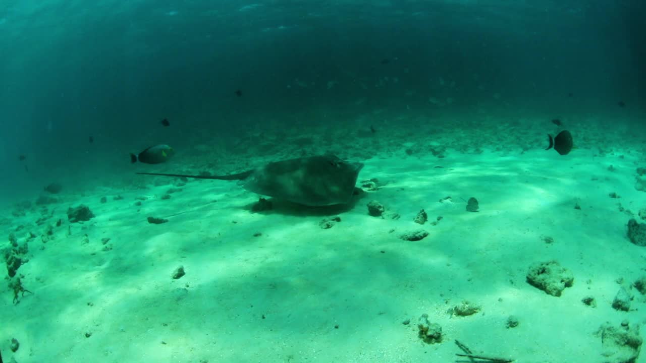 黄貂鱼与鱼在海底游泳的慢动作-南马累环礁，马尔代夫视频素材