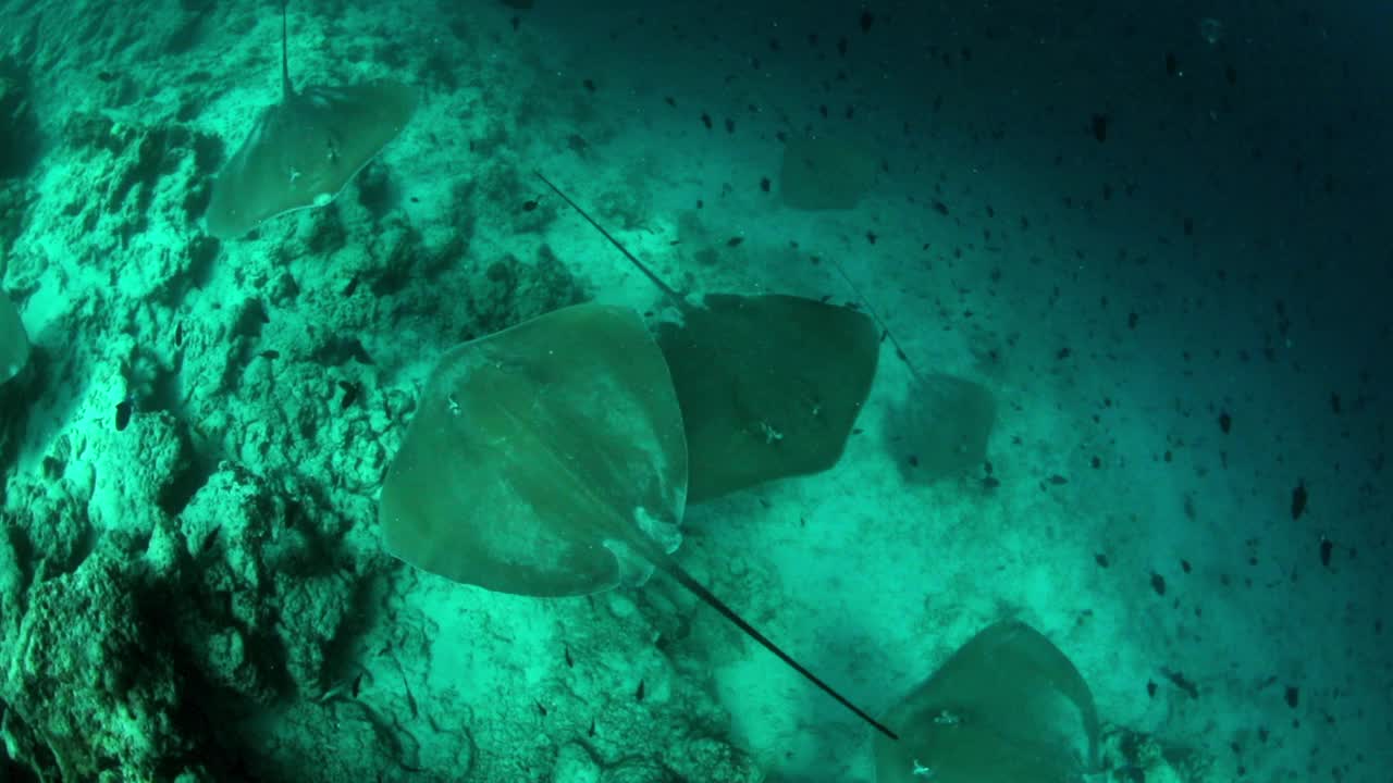 黄貂鱼在海洋中游泳的慢动作-南雄环礁，马尔代夫视频素材