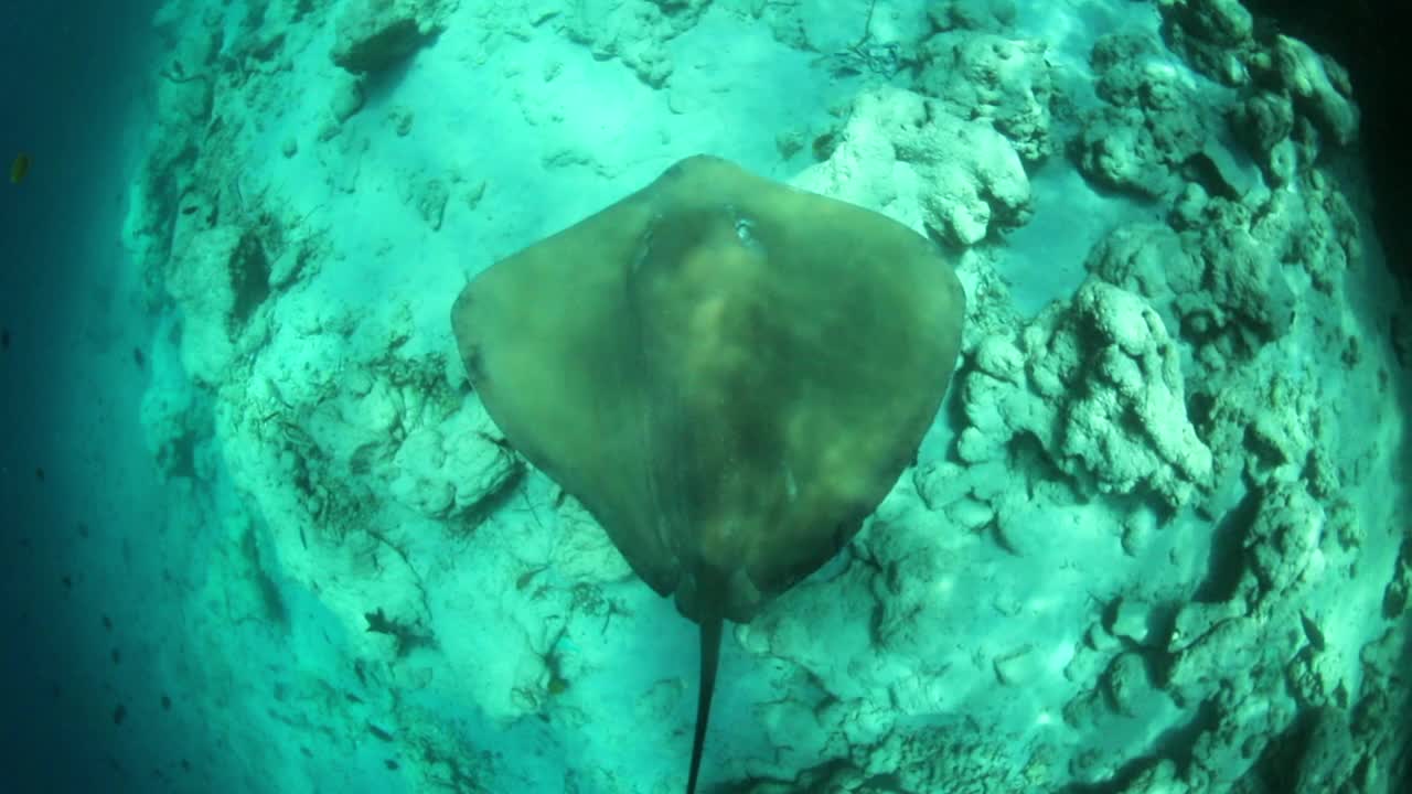 黄貂鱼在海底的珊瑚上游泳的慢动作-南马累环礁，马尔代夫视频素材