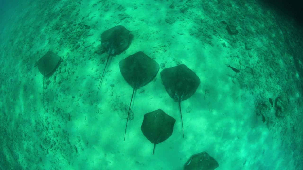 黄貂鱼在海里游泳的慢动作-南雄环礁，马尔代夫视频素材