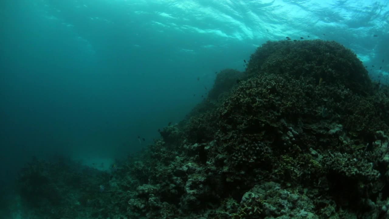 鱼和珊瑚在美丽的海洋水下的慢动作-南雄环礁，马尔代夫视频素材