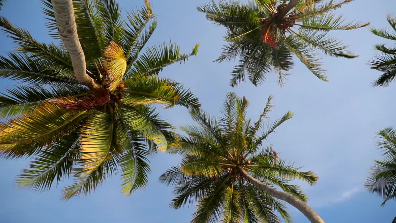 高棕榈树在天空下生长的慢动作-南马累环礁，马尔代夫视频素材