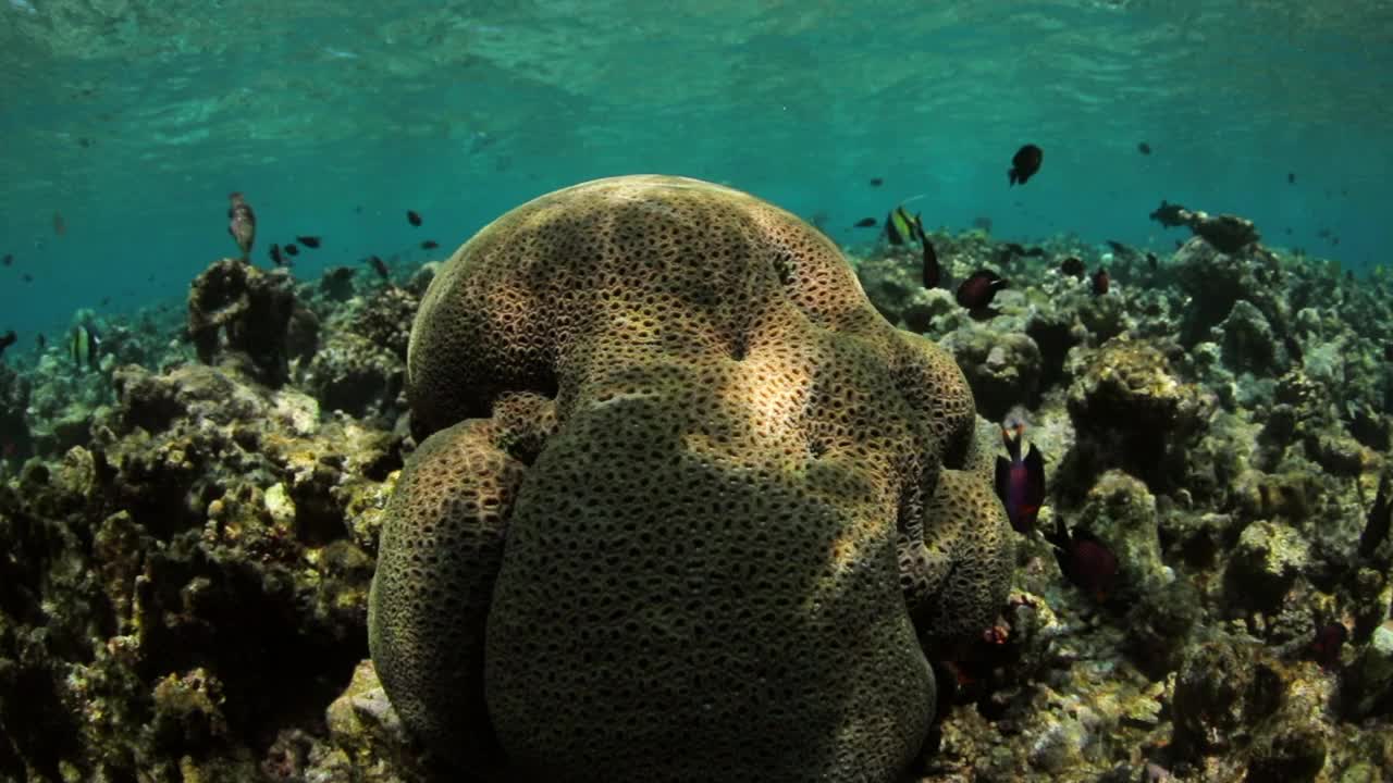 鱼群游过海洋珊瑚的慢动作-南马累环礁，马尔代夫视频素材