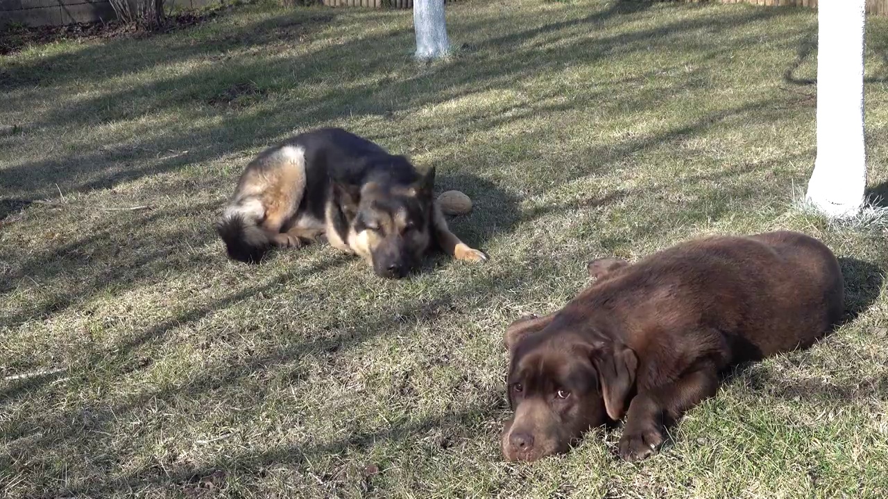 一只德国牧羊犬和一只巧克力色的拉布拉多寻回犬躺在花园里的草地上，看着，听话视频素材