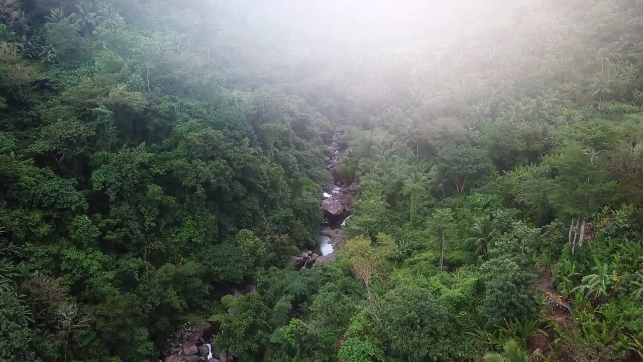 航拍的溪流中树木生长在森林，无人机飞过树木-卡坦端内斯，菲律宾视频素材