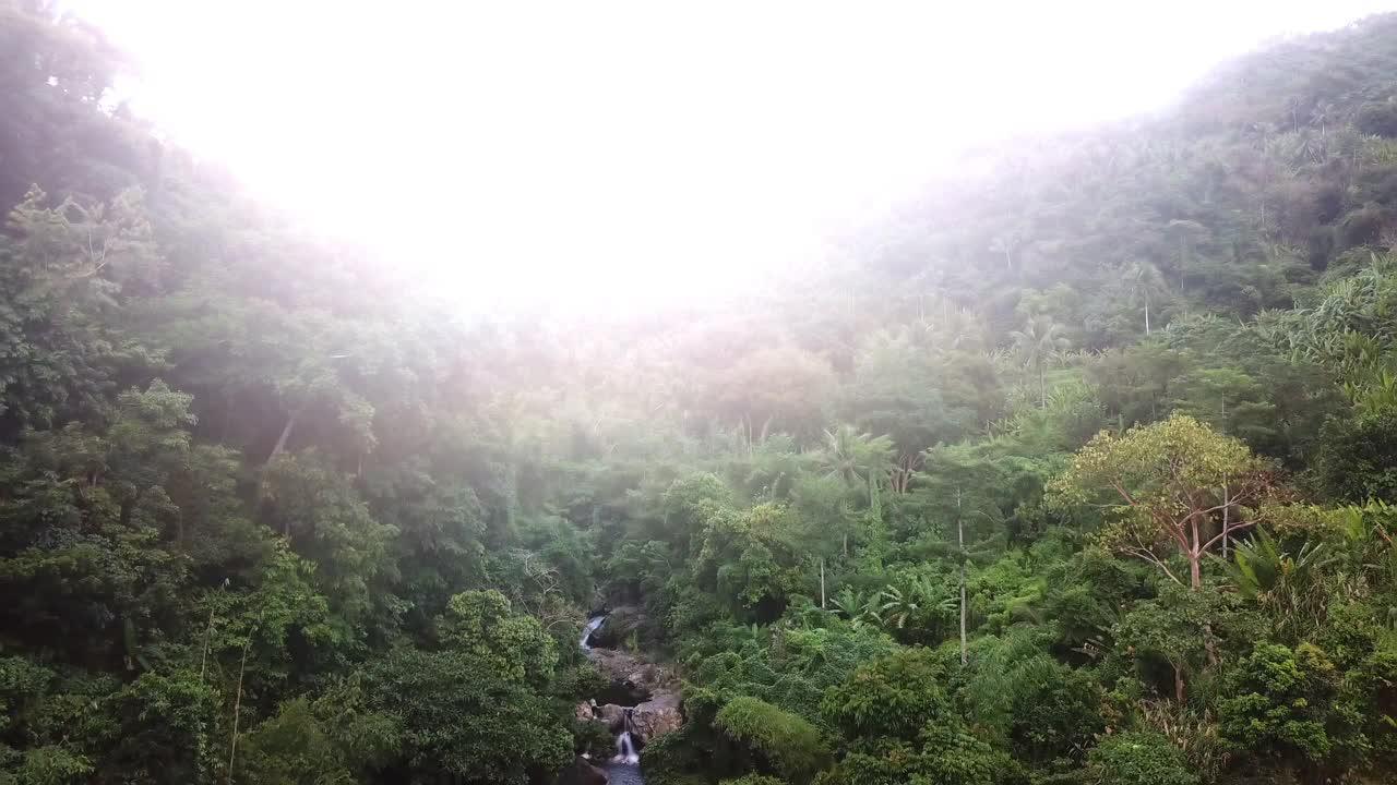 航拍森林溪流，无人机飞越树木-卡坦端内斯，菲律宾视频素材