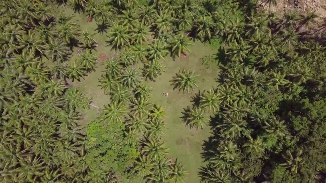 航拍人们在森林里的棕榈树中放松，无人机向上飞行- Siargao，菲律宾视频素材