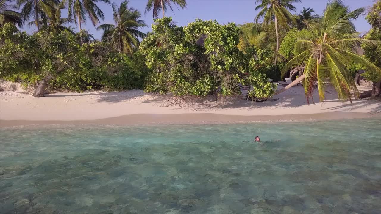 航拍:晴天，一名女子在马尔代夫南马莱环礁的绿松石海中倚靠在岸边的树木上游泳视频素材