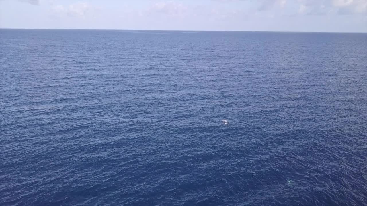 航拍海豚游泳在蓝色的海洋对天空，无人机飞越海景-南雄环礁，马尔代夫视频素材