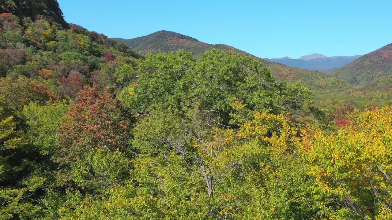 空中拍摄的车辆移动在道路中秋天的树木在森林，无人机飞向上-克劳福德Notch，新罕布什尔州视频素材