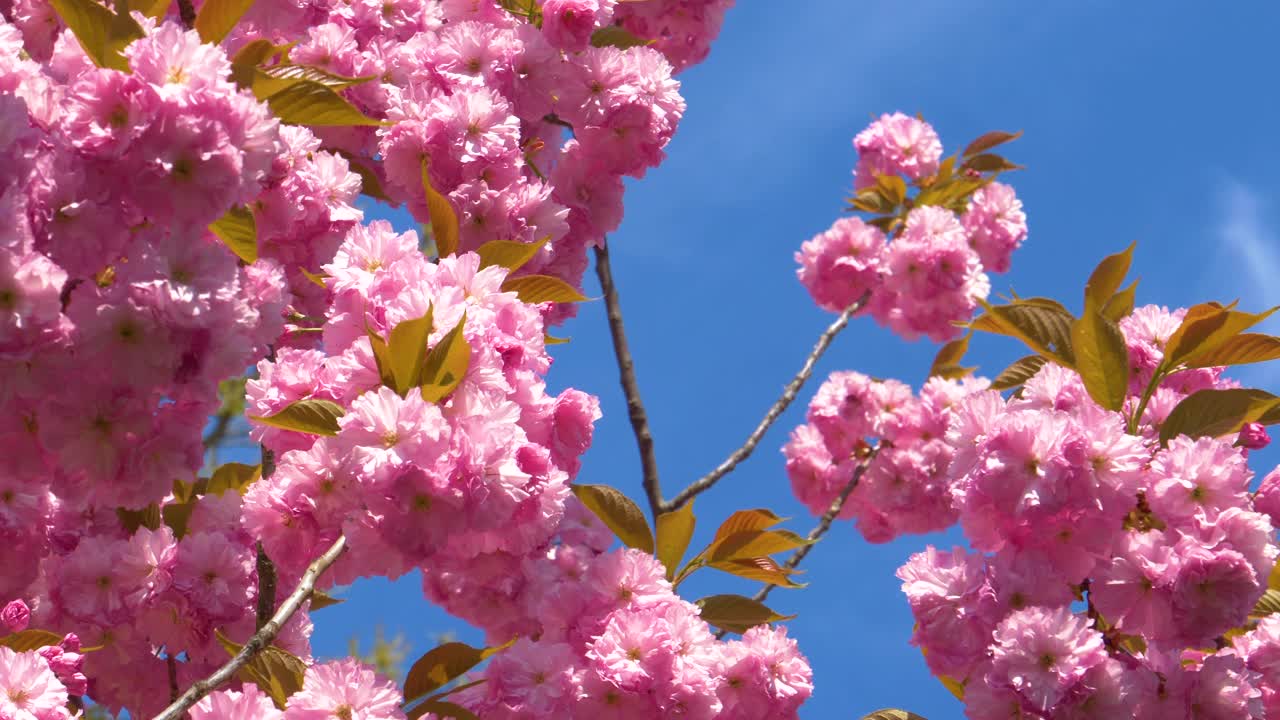 近距离观察:在阳光明媚的日子里，布满粉红色花朵的果树枝条轻轻摇摆。视频素材