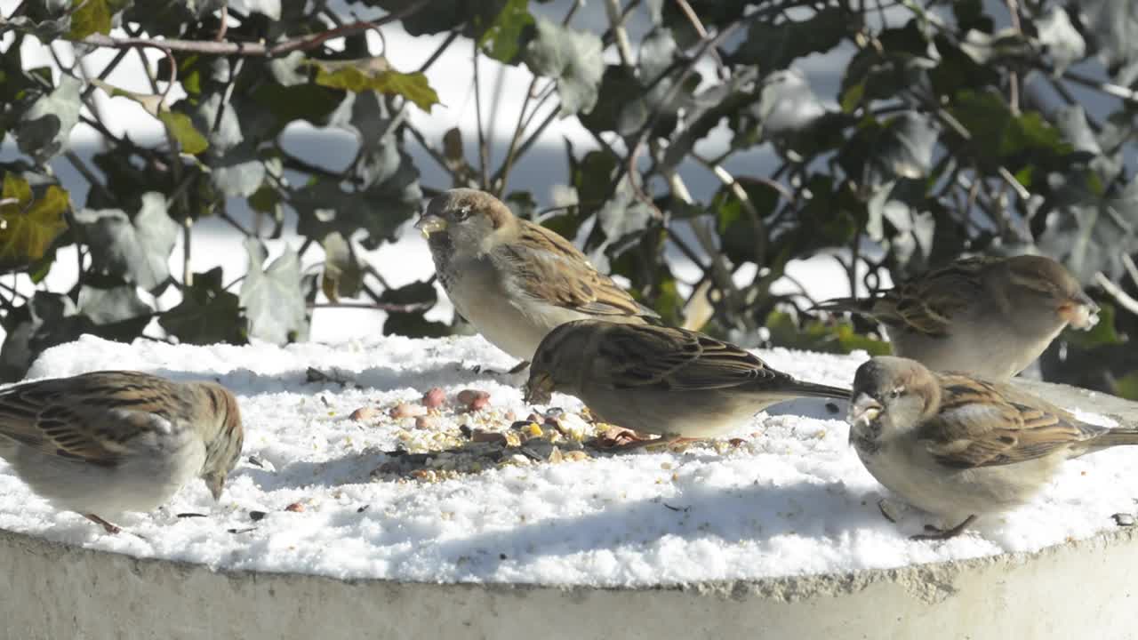 麻雀在白雪覆盖的鸟水盆上视频素材