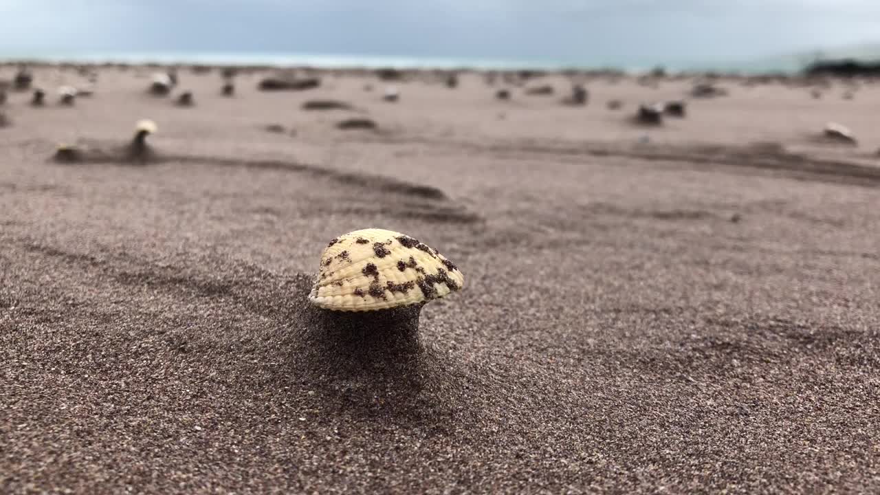 贝壳，爱尔兰海滩上的蛤蜊视频素材