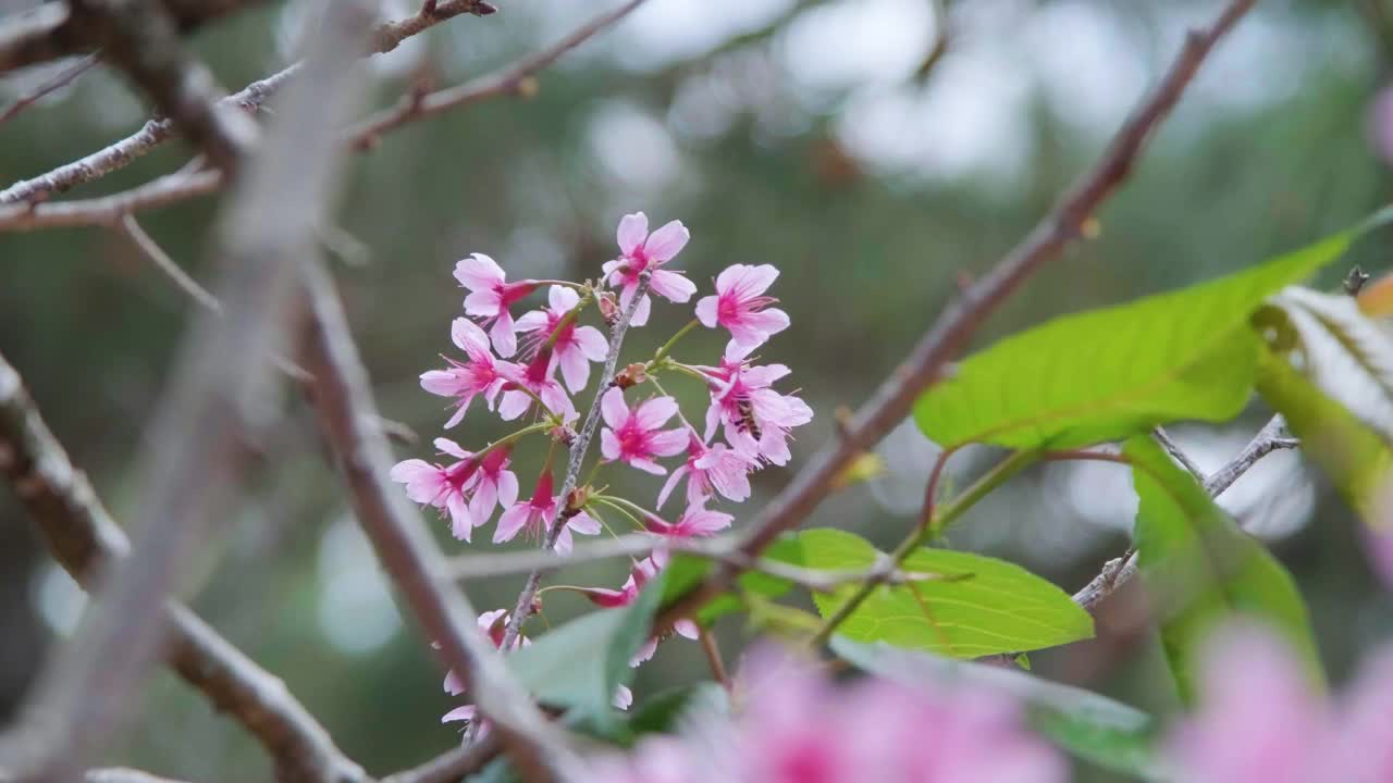 4K的粉红花树视频视频素材