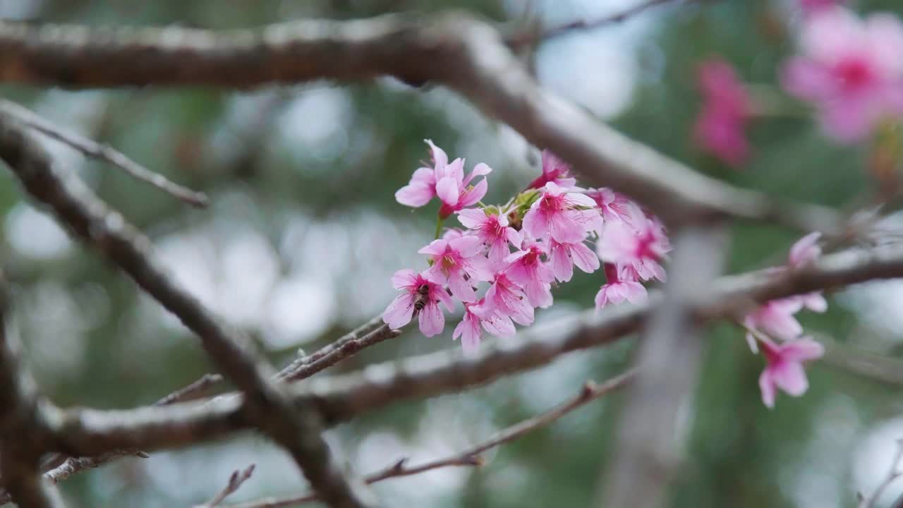 4K的粉红花树视频视频素材