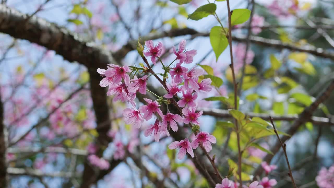 4K的粉红花树视频视频素材